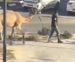 צפו בתיעוד הביזארי: פקח הוביל גמל ברחובות שכונת הפארק לעיני תושבים המומים