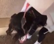הצביעו בסקר: בעקבות המקרה של ליאן מושקטין, האם תחששו לשלוח את ילדיכם לביה"ס?