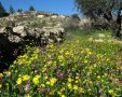 פריחה באגן נחל כוס. צילום: אבנר רינות, החברה להגנת הטבע