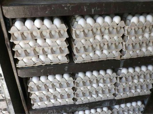 (צילום: המועצה לענף הלול)