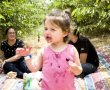  קטיף עצמי של דובדבנים אורגניים בקיבוץ רמת רחל