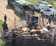 מבצע אכיפה נרחב בדרום יער אמציה: תפיסת בקר לא חוקי ומניעת קטיף צמח מוגן