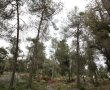 קק"ל ממשיכה בסדרת הסיורים ביער ירושלים
