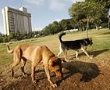 תושבי ירושלים מבקשים: פארקים לשחרור כלבים בעיר