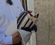 אין גבול: אשה נכה ניסתה להבריח ספר תורה לכותל (וידאו)